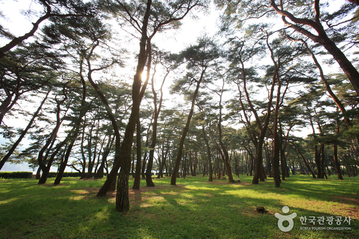 Hadong Pine Forest (하동송림)