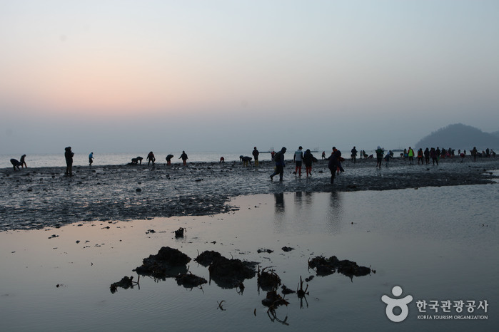 Jindo Mysterious Sea Route (진도 신비의 바닷길)