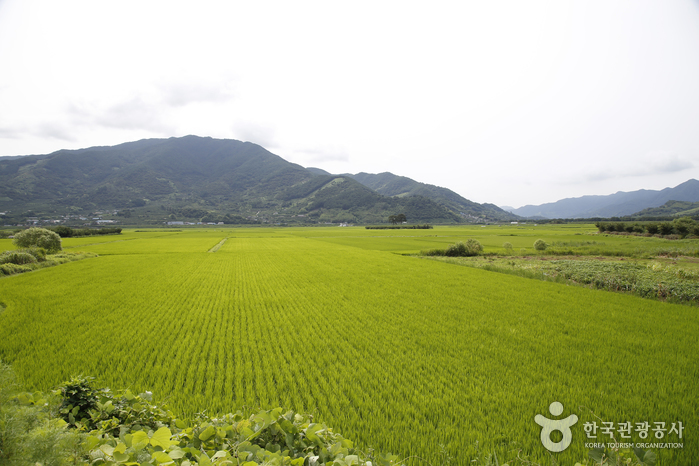 Pyeongsari Field (평사리들판)