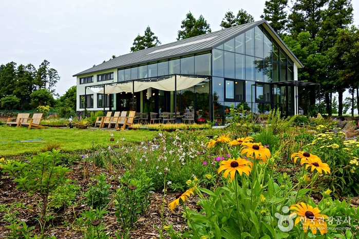 Songdangnamu (송당나무)