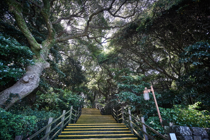Geumsan Park (Nabeup Subtropical Forest Zone) (금산공원 (납읍난대림지대))
