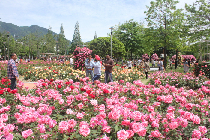 Changwon Rose Garden (창원 장미공원)