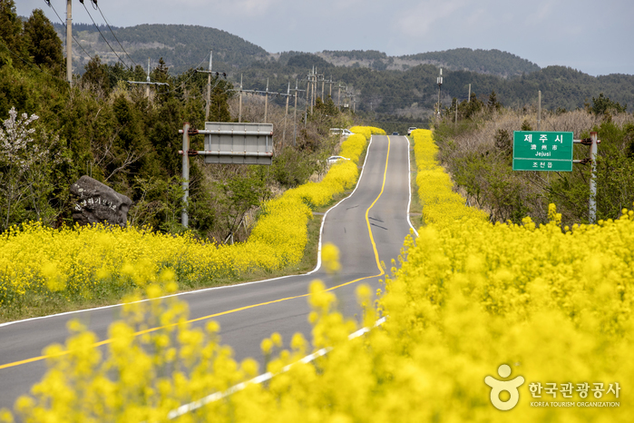Seogwipo Gasiri Village (Noksan-ro Canola Flower Road) (서귀포 가시리마을 (녹산로 유채꽃도로))