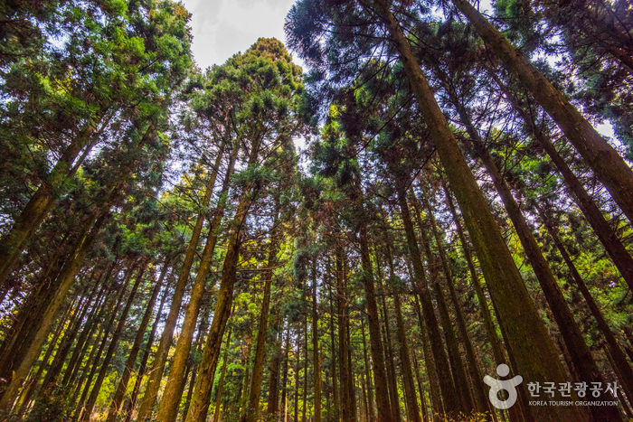 Saryeoni Forest Trail (사려니숲길)