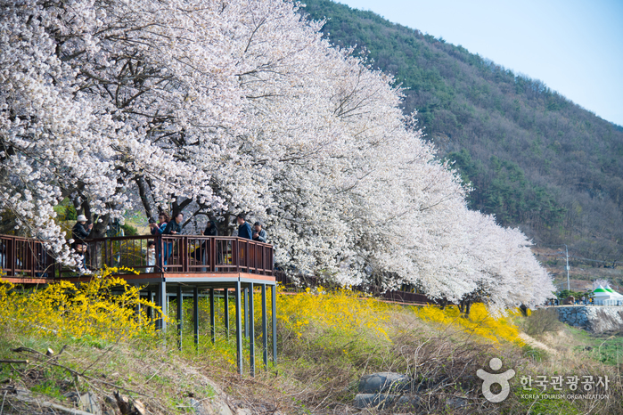 Gurye Seomjingang Cherry Blossom Trail (구례 섬진강 벚꽃길)