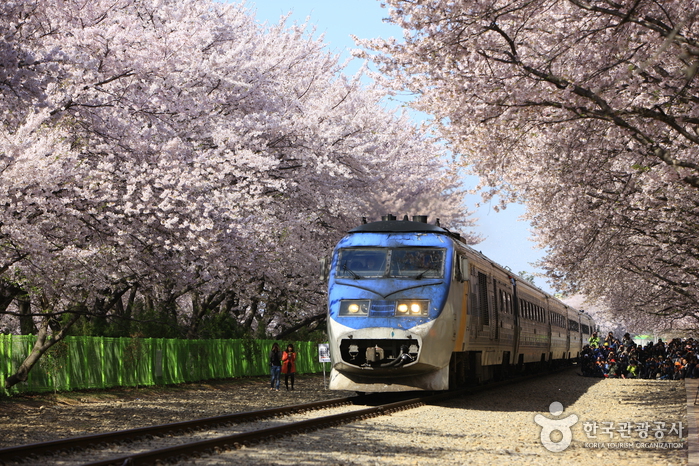Gyeonghwa Station Cherry Blossom Street (경화역 벚꽃길)