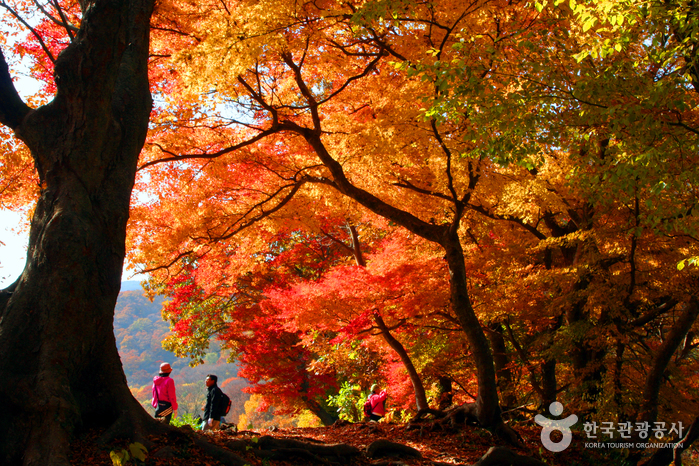 Seonunsan Mountain [National Geopark] (선운산 (전북 서해안 국가지질공원))