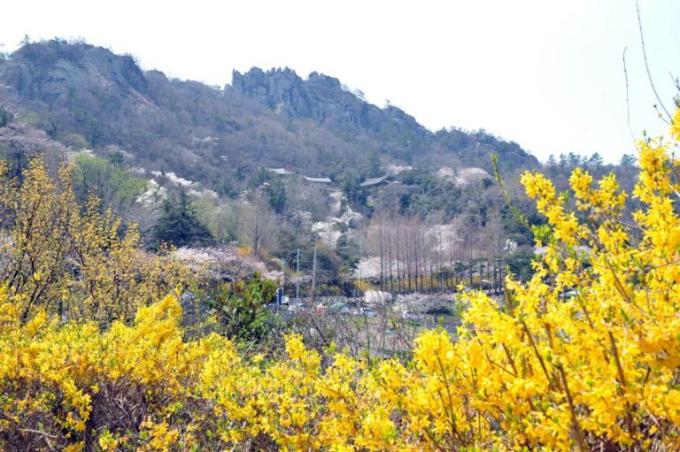 Yudalsan Spring Festival (유달산 봄축제)