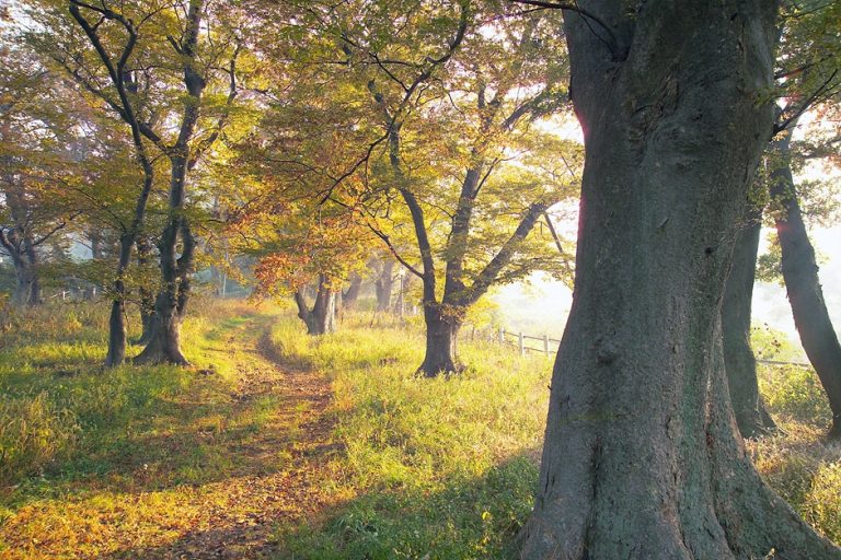 Supjaengi Garden (숲쟁이공원)