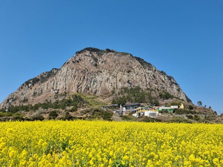 Sanbangsan Canola Field (산방산유채꽃밭)