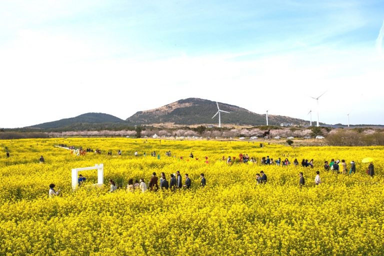 Jeju Canola Flower Festival (서귀포유채꽃축제)