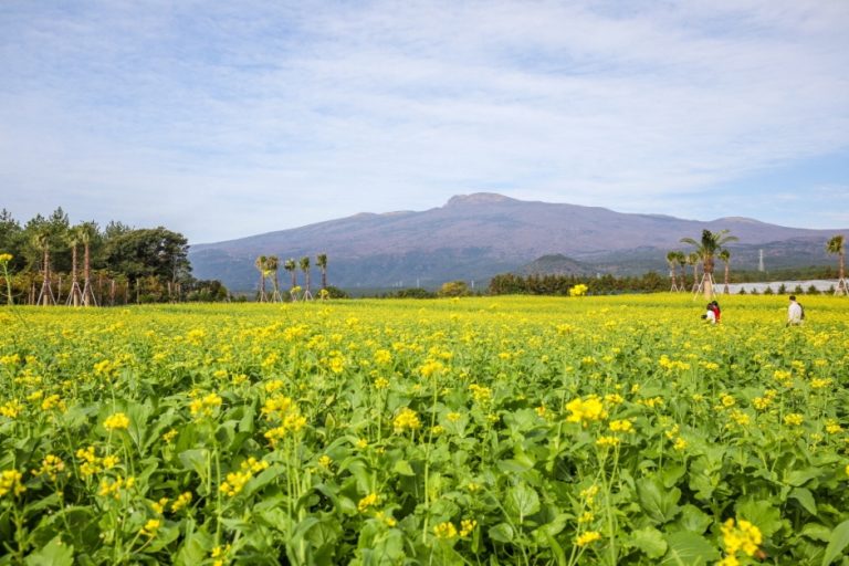 Hueree Canola Flower Festival (휴애리 유채꽃 축제)