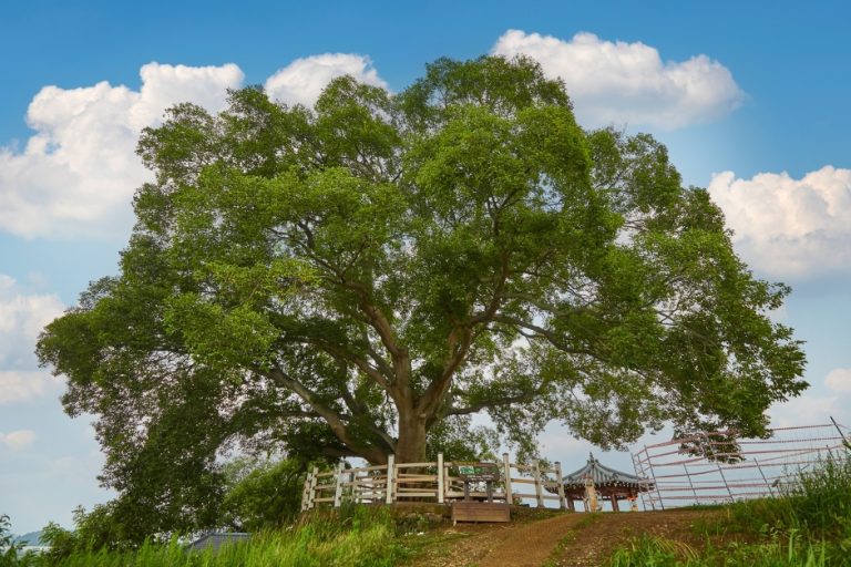 Hackberry Tree in Bukbu-ri (창원북부리팽나무)