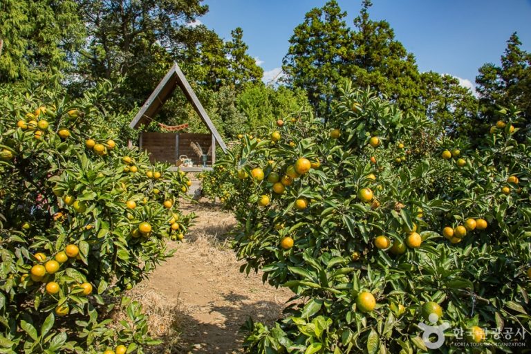Jejue In Farm (제주에인 감귤밭)