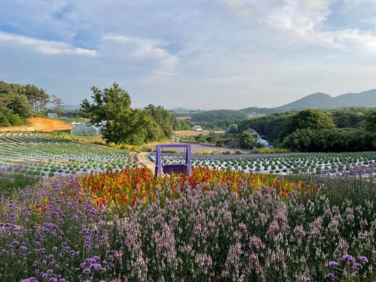 Gochang Blue Farm Lavender Festival (고창청농원 라벤더 축제)