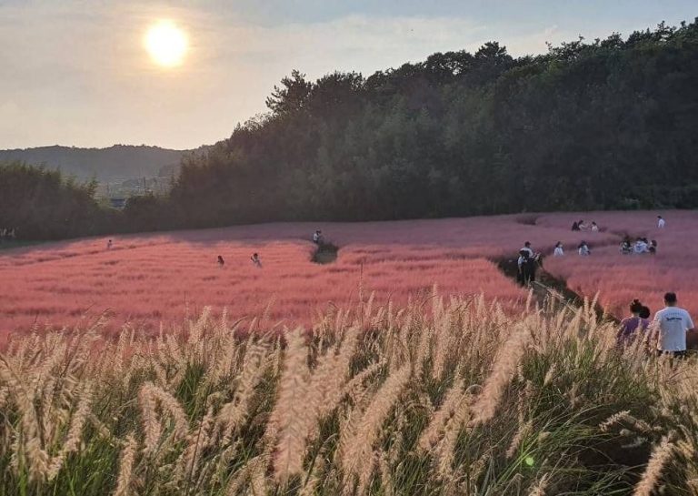 Gochang Blue Farm Pink Muhly Season (고창청농원 핑크뮬리시즌)