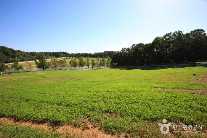 Wondang Horse Ranch (Let’s Run Farm) (원당종마목장 (렛츠런팜 원당))