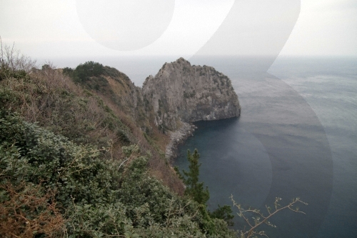 Turtle Rock & Natural Wild Juniper Habitat (거북바위 및 향나무 자생지 (울릉도, 독도 국가지질공원))