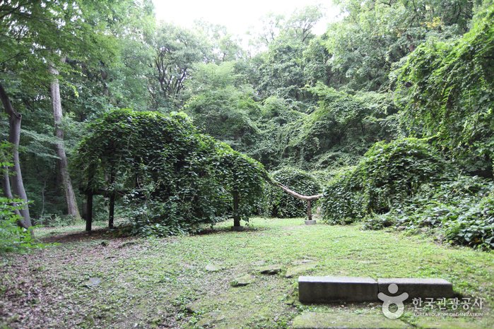 Daraenamu Tree in Changdeokgung Palace (창덕궁 다래나무)