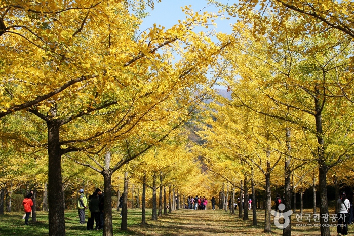 Hongcheon Ginkgo Forest (홍천 은행나무숲)