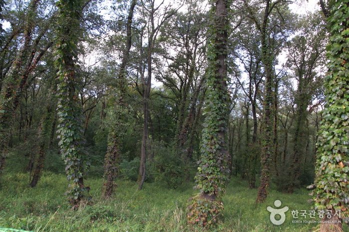 Heoninneung Royal Tombs Ecological Preservation Area (Alder Tree Forests) (헌인릉 생태경관보전지역(오리나무림))