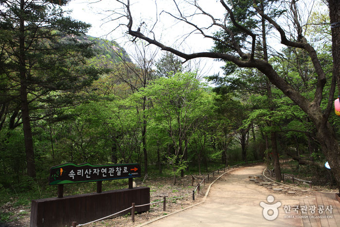 Songnisan Special Tourist Zone (속리산 관광특구)