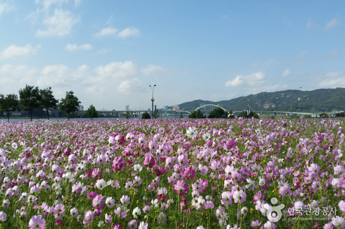 Guri Hangang Park (Cosmos Park) (구리시민한강공원 (코스모스공원))