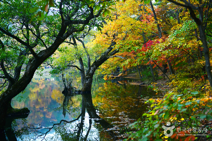 Jusanji Pond [National Geopark] (주산지 (청송 국가지질공원))