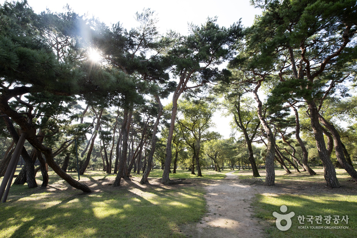 Gyeongju Five Royal Tombs (경주 오릉)