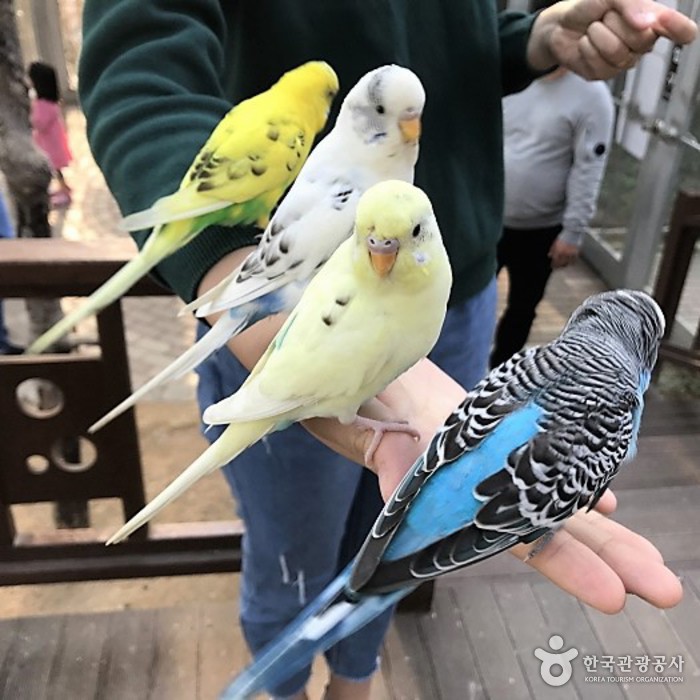 Gyeongju Bird Park (경주 버드파크)