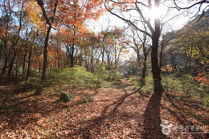 Wonseong Seongnam-ri Tutelary Forest (원성 성남리 성황림)