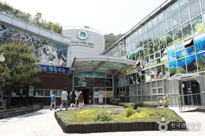 Gayasan Wildflower Botanical Garden (가야산 야생화식물원)