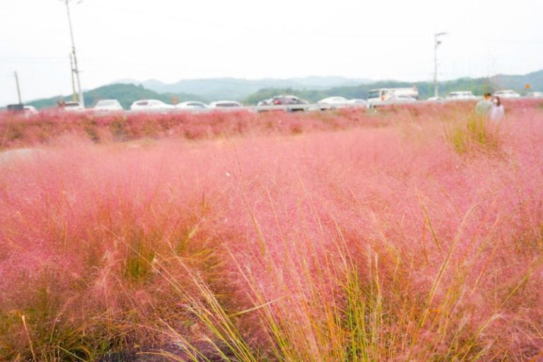 Yugu Pink Muhly Garden (유구핑크뮬리정원)