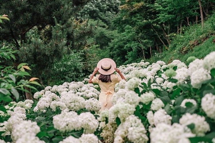 Samsunsan Arboretum (삼선산수목원)