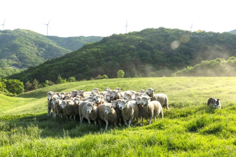 Samyang Roundhill (삼양라운드힐 )