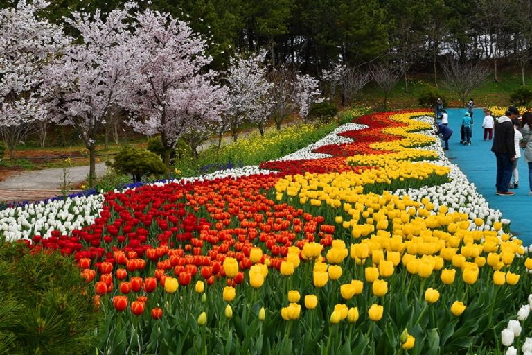 Taean Tulip Park (태안 세계튤립꽃박람회)