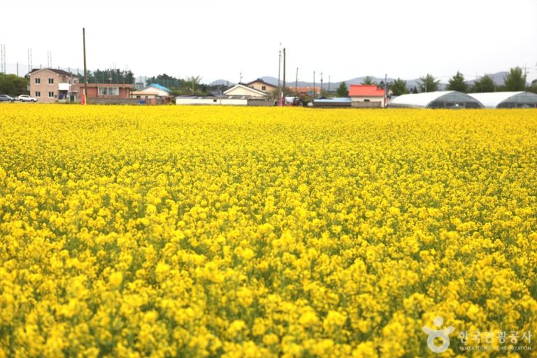 Samcheok Maengbang Yuchaekkot Village (삼척 맹방유채꽃 마을)
