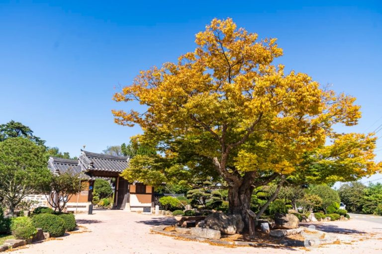 Birth Home of Queen Jeongsun (정순왕후생가)