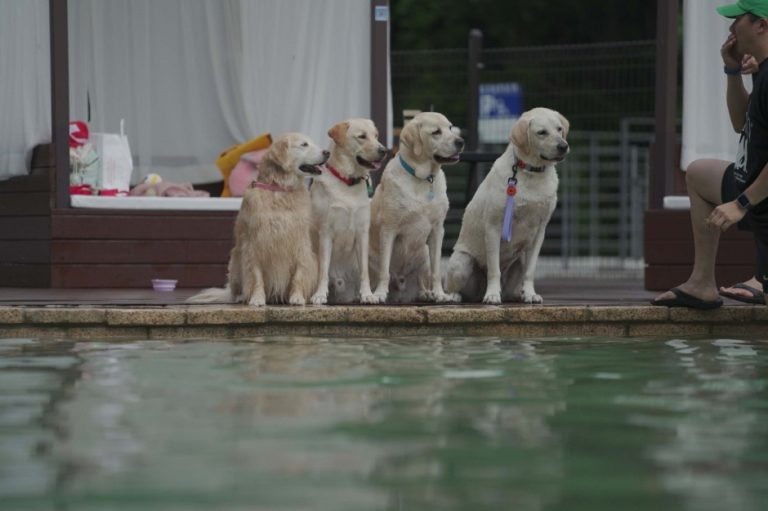 d.forest (강아지숲)