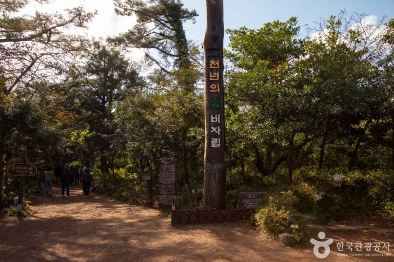 Bijarim Forest (비자림)