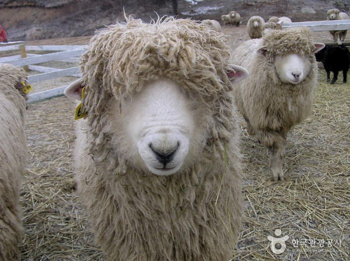 Pyeongchang Uiyaji Wind Village (평창 의야지 바람마을)