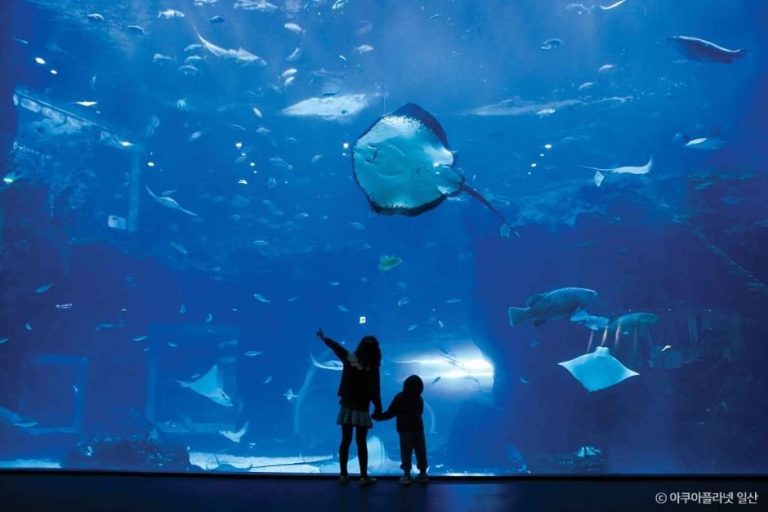 Aqua Planet Ilsan (아쿠아플라넷 일산)