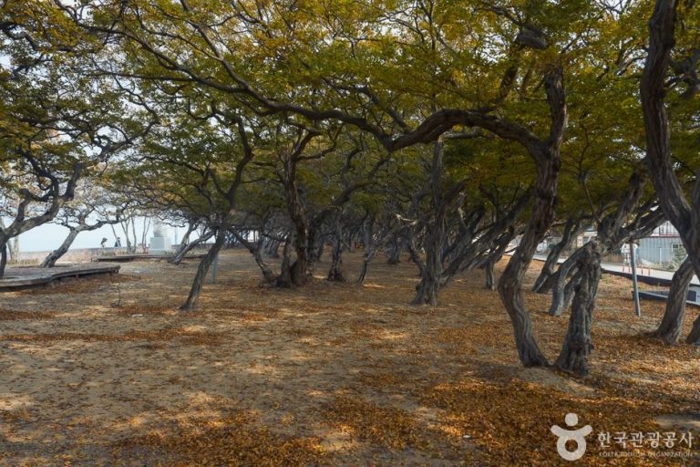 Hornbeam Habitat (서어나무(소사나무)군락지)