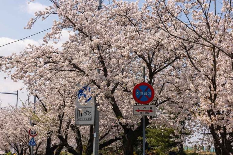 Yeongdeungpo Yeouido Spring Flower Festival (영등포 여의도 봄꽃축제)
