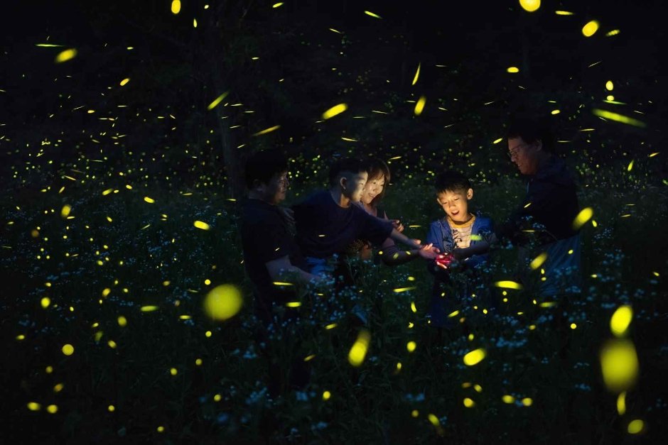 Muju Firefly Festival (무주반딧불축제)