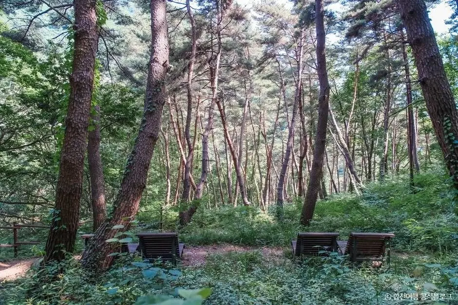 Odosan Healing Forest (오도산 치유의 숲)