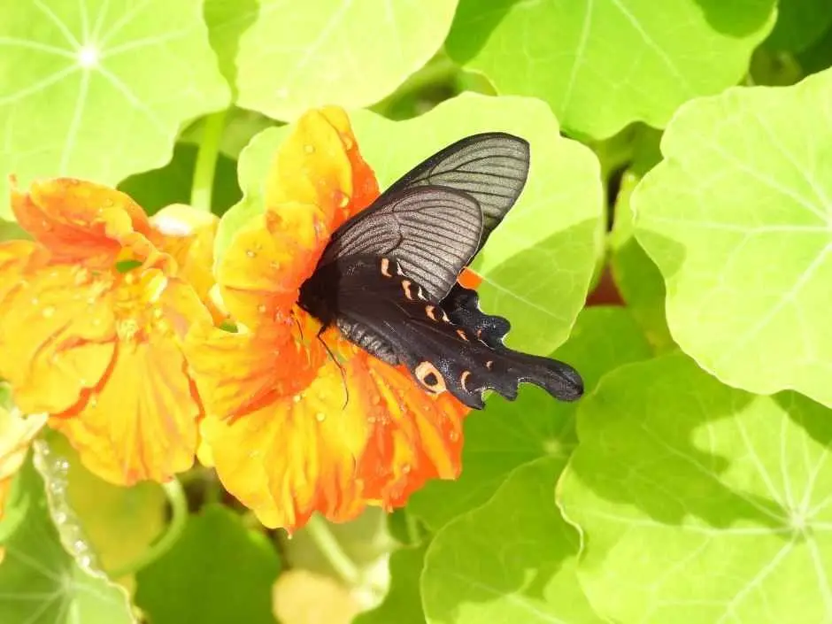 Hampyeong Butterfly Festival (함평나비대축제)