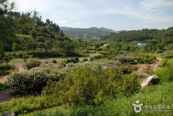 Geumgang Recreational Forest (Arboretum, Forest Museum) (금강자연휴양림(금강수목원,산림박물관))
