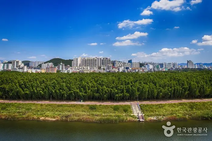 The Taehwagang National Garden and Simni Bamboo Grove (Milky Way Trail) (태화강 국가정원 십리대숲 (은하수길))