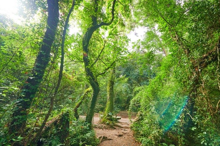Hwansang Gotjawal Forest (환상숲곶자왈공원)